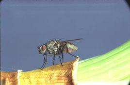 蔥地種蠅 蔥地種蠅