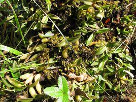 岩生石仙桃 岩生石仙桃