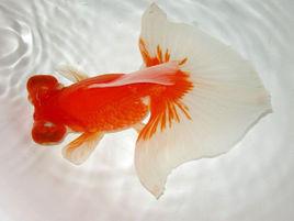 龍睛金魚 龍睛金魚