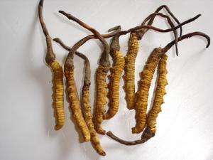 中光參茸藥行 中光參茸藥行