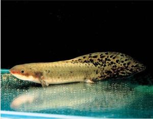 澳大利亞肺魚 澳大利亞肺魚