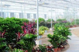 大明盛泰觀光園 大明盛泰觀光園