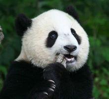 白色大熊貓