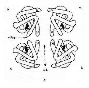 假血紅蛋白 假血紅蛋白