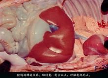 禽腸道螺旋體病 禽腸道螺旋體病