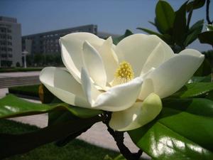 荷蘭玉蘭 荷蘭玉蘭