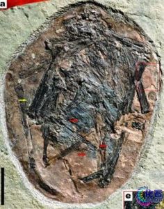 陸家屯彌曼獸 陸家屯彌曼獸