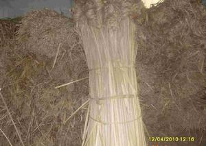 三角草[莎草目禾本科植物]