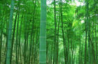 安吉竹子博覽園