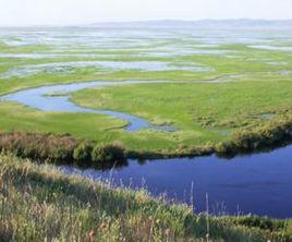 呼倫湖濕地 呼倫湖濕地
