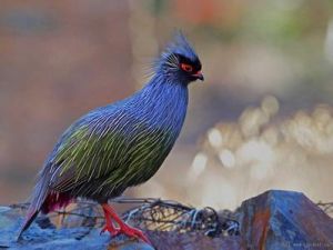 棕腹山鷓鴣 棕腹山鷓鴣