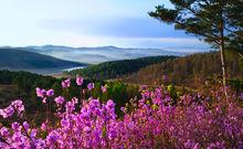 紫雲嶺達子香花