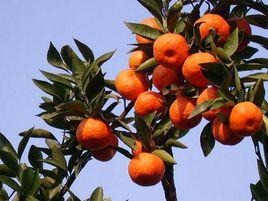 三湖紅桔 三湖紅桔