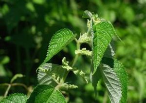 黃花獐牙菜 黃花獐牙菜