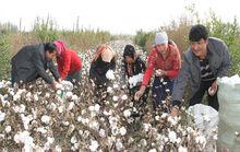 秋分節[二十四節氣之一]