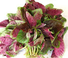 花紅莧菜 花紅莧菜