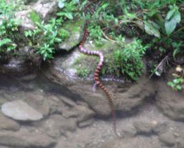 細尾珊瑚蛇屬 細尾珊瑚蛇屬