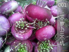 圓根蘿蔔 圓根蘿蔔