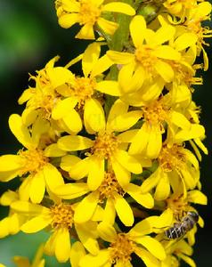 箭葉橐吾 箭葉橐吾