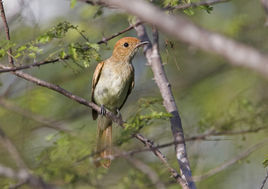 灰喉卡西霸鶲 灰喉卡西霸鶲