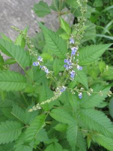 綠慈安源生態鋪香茶