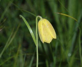 甘肅貝母 甘肅貝母