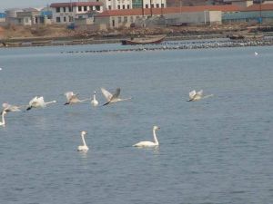 天鵝湖旅遊度假區 天鵝湖旅遊度假區