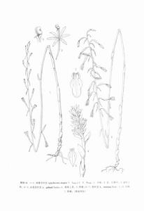 耳唇對葉蘭 耳唇對葉蘭