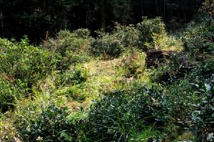 九曲墨風生態茶業有限公司合作生態野茶園