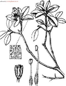 一朵花杜鵑 一朵花杜鵑