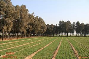 村北面的松柏樹,是呂坤墓的組成部分