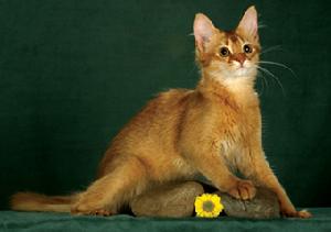 索馬里貓 索馬里貓