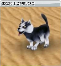 雪橇哈士奇 雪橇哈士奇