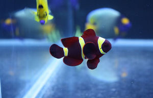 金透紅小丑 金透紅小丑