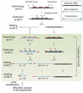 單細胞基因組測序 單細胞基因組測序