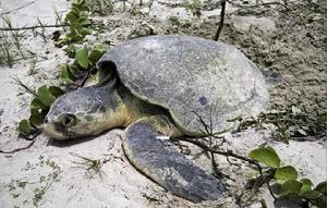 肯氏海龜 肯氏海龜