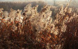 蘆葦灘傳說 蘆葦灘傳說