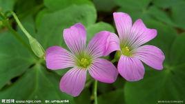 紅花酢醬草 紅花酢醬草