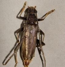 粗目鋸天牛 粗目鋸天牛