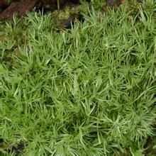 叢葉白髮蘚 叢葉白髮蘚