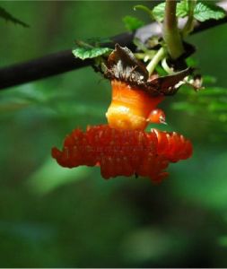 菰帽懸鉤子 菰帽懸鉤子