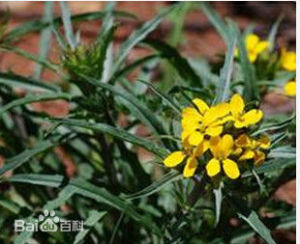 具苞糖芥 具苞糖芥