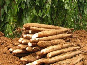 陽山淮山 陽山淮山