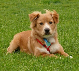 新斯科舍獵鴨尋獵犬