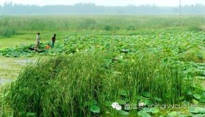魚台舊城遺址 魚台舊城遺址