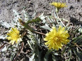 窄苞蒲公英 窄苞蒲公英