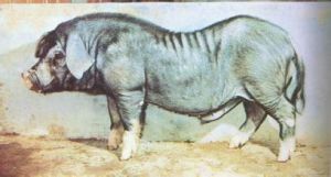 大圍子豬 大圍子豬