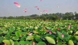 金湖荷花節 金湖荷花節