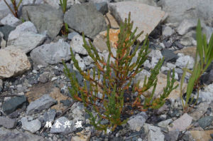 鹽角草屬 鹽角草屬