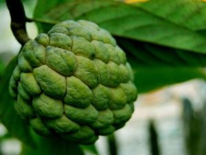 番荔枝族 番荔枝族